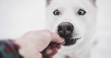 hand feeding dog