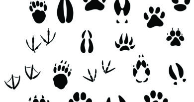 Big set of animal footprints include mammals and birds