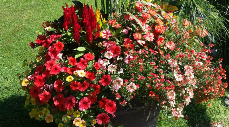 big flower pot with plants