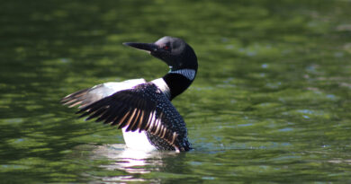 loon in the water