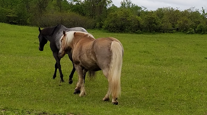 2 horses in a field