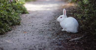 bunny on path
