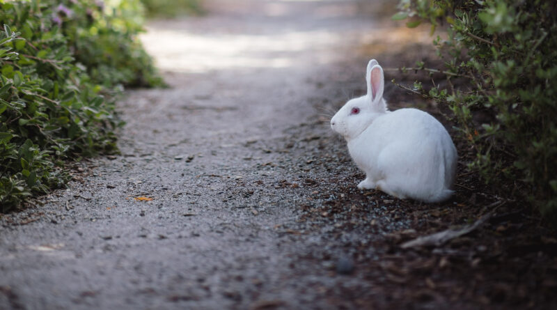 bunny on path