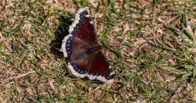 Mourning Cloak on the grass
