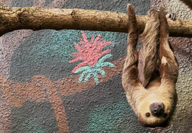 Riverview Park and Zoo’s – Festive Sloth