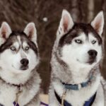 Top 3 Winter Experiences in the Haliburton Highlands