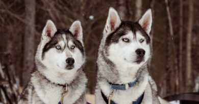 Top 3 Winter Experiences in the Haliburton Highlands