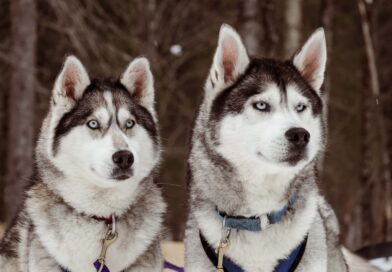 Top 3 Winter Experiences in the Haliburton Highlands