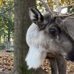 Caribou Winter Migration