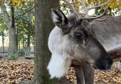 Caribou Winter Migration
