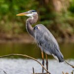 Shoreline Stewardship – Protecting the Places We Love