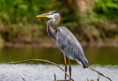 Shoreline Stewardship – Protecting the Places We Love