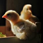 The New Chicks