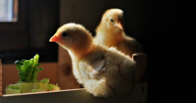 The New Chicks
