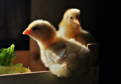 The New Chicks