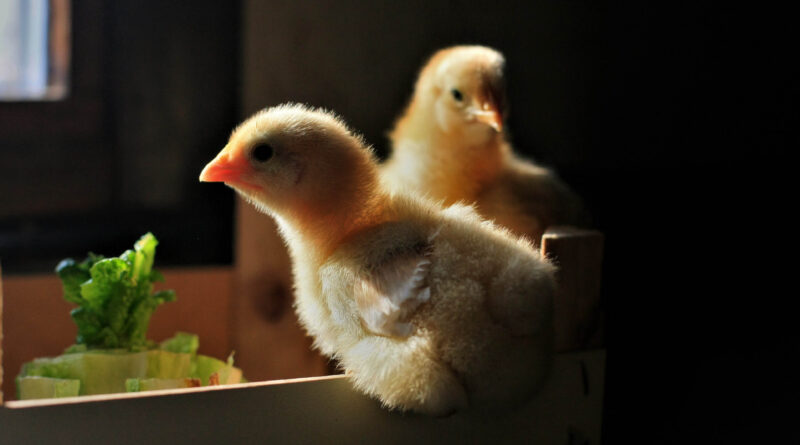 The New Chicks