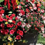 Get a Grasp on Watering