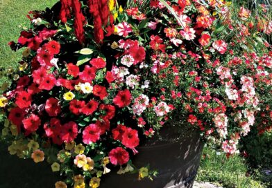 Get a Grasp on Watering
