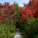 Following the Colours