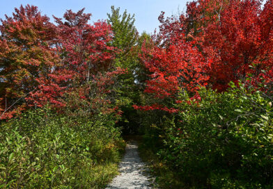 Following the Colours