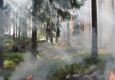 Caring for Your Shoreline Property with Fire Safety in Mind